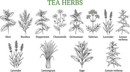 Hand drawn botanical tea herbs collection vintage sketch vector illustration isolated on white background for menu © MDNUR