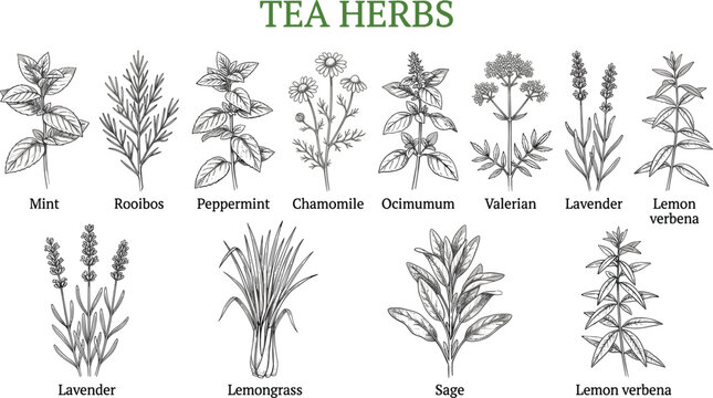 Hand drawn botanical tea herbs collection vintage sketch vector illustration isolated on white background for menu