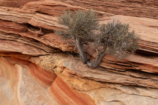 A mountain mahogany bush grows from the cracks in the red and tan layers of sandstone with it's roots reaching deep into the stone at The Wave formation in Northern Arizona USA.
