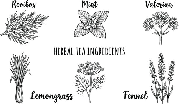 Hand drawn herbal tea ingredients vector set featuring rooibos mint valerian lemongrass and fennel vintage line art illustration