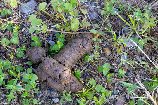 Fresh dog shit (poop) on the ground