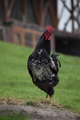 Black rooster in a country yard © Danko