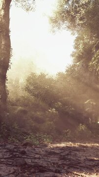 Light filters through the trees in a forest. Brown earth is visible along a path. The atmosphere has fog and many green plants surround the area.