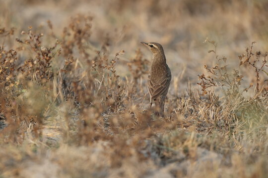 The long-billed pipit or brown rock pipit (Anthus similis) is a passerine bird which has a wide distribution. This photo was taken in West India.