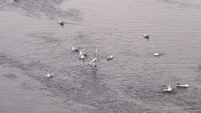 Wintering seagulls. Lot of Common gulls (Larus canus) anf Herring Gulls wintering in the north. A birds preen , washing the feathers in ice water during a snowfall. Baltics
