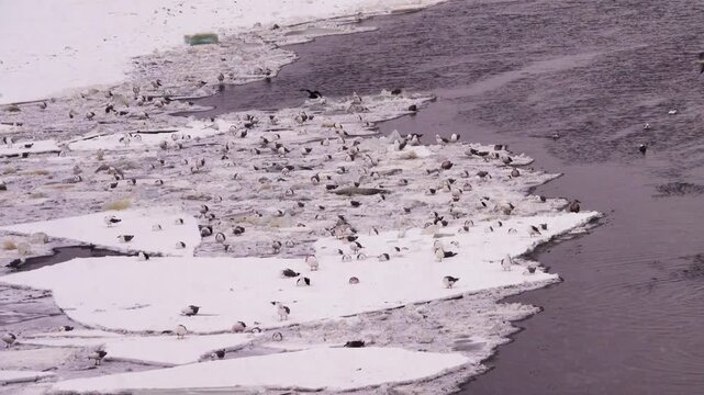 Wintering seagulls. Lot of Common gulls (Larus canus) anf Herring Gulls wintering in the north. A birds preen , washing the feathers in ice water during a snowfall. Baltics