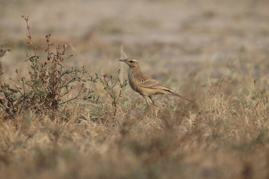 The long-billed pipit or brown rock pipit (Anthus similis) is a passerine bird which has a wide distribution. This photo was taken in West India.