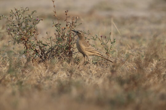The long-billed pipit or brown rock pipit (Anthus similis) is a passerine bird which has a wide distribution. This photo was taken in West India.