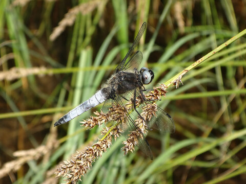 Scarce chaser dragonfly (Libellula fulva), male resting on sedge