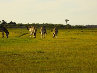 herd of zebras on the farm © Candace