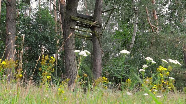 Wooden hunter high seat on pine trees in a forest meadow
