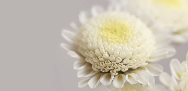 Smoke close-up selective soft focus white, yellow chrysanthemum, aster Flower petal bouquet on beige gray. Natural art horizontal neutral background.