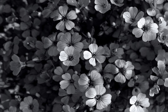 Smoke close-up selective soft focus black and white Gypsophila, Vaccaria Flower bouquet. Natural art blur monochrome gray background.