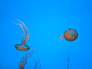 jellyfish in aquarium © Desiree