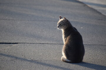 Sunbathed cat © Danko
