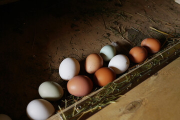 Fresh multicolored chicken eggs inside a wooden nesting box in a coop close up. © Taborisova
