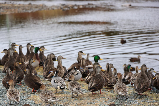 Large mixed flock of American Black Ducks, Mallards and Northern Pintails resting along a quiet shoreline in Newfoundland, Canada during early spring migration