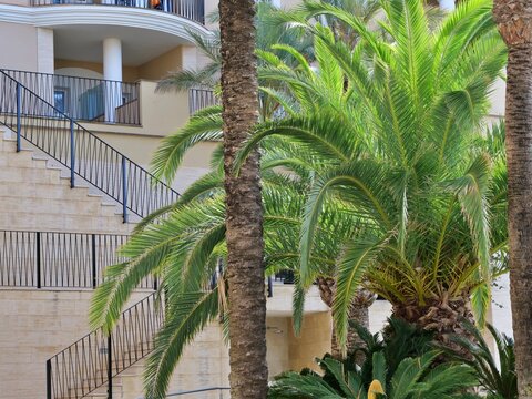 A vibrant outdoor view of tropical palm trees and cycads planted along an outdoor stone staircase and balcony railings of a modern Mediterranean hotel or resort building.