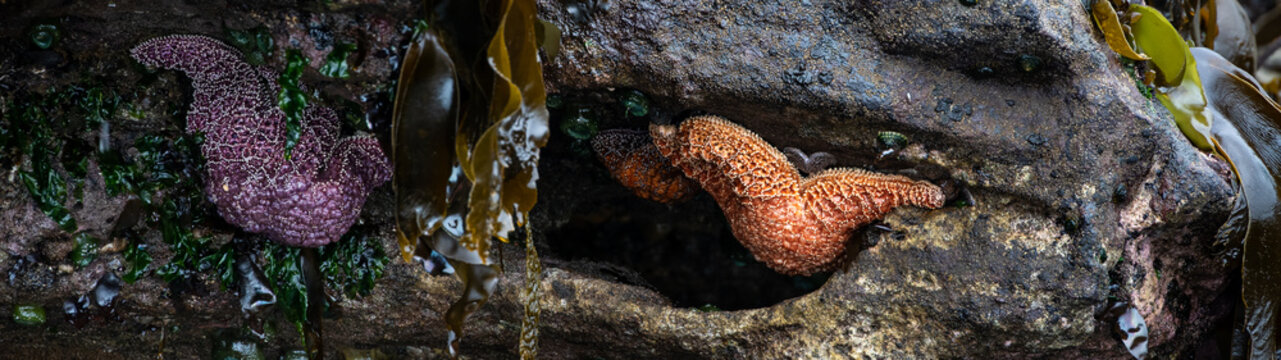 Sea life at low tide, orange and purple Ochre Sea Stars attached to basalt rock, Seal Rocks Oregon State Park, summer vacation exploring the coast
