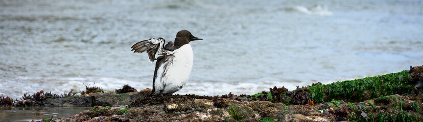 Fototapeta premium Black and white Common Guillemot, Uria Aalge, sea bird on basalt rock covered in sea life at low tide, Seal Rocks Oregon State Park, summer vacation exploring the coast 