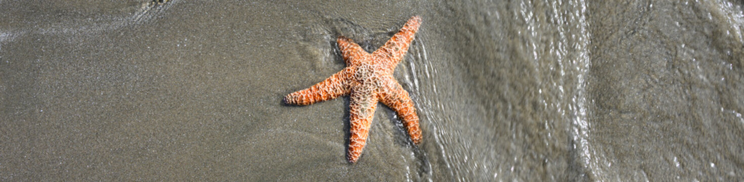 Orange Ochre Sea Star on sandy beach at low tide, saltwater running back to ocean, Seal Rocks Oregon State Park, summer vacation exploring the coast
