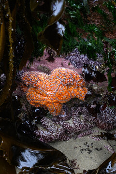 Sea life at low tide, orange and purple Ochre Sea Stars along with seaweed and kelp  attached to rock, Seal Rocks Oregon State Park, summer vacation exploring the coast

