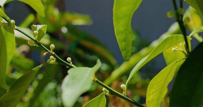 Small white kumquat flower buds on leafy citrus branch