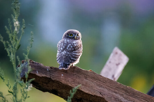 A young little owl (Athene noctua) perched on a wooden girder against a green background in summer twilight. Wildlife photography with copy space.