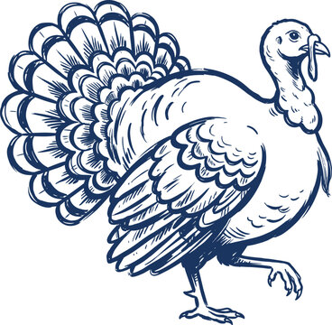 Hand Drawn Turkey Bird Illustration with Spread Tail Feathers Thanksgiving Design