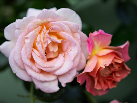 Delicate Pink Roses in Full Bloom on Green Background