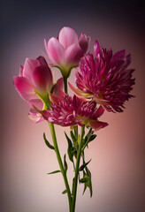 Obraz premium Pink and magenta peony flowers with green stems and leaves, floral arrangement on a soft gradient background, the blooms showcase delicate petals and vibrant colors