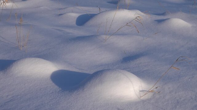 Winter landscape (cloak of snow). Snowy round mounds in a meadow after a snowfall on a sunny day, sparkling snow. Dry stalks of cereals.