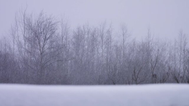 Meteorology. Snowfall, windstorm. Small snowflakes dense snow in frosty weather in northern Europe (snowstorms in severe frost), snow is getting hard. The edge of the forest