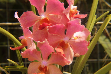 Pink orchid © Dani