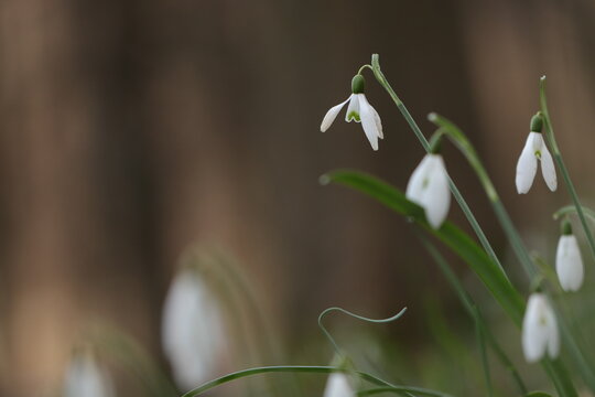 fiori di bucaneve nel bosco in inverno