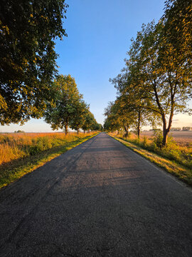 tree lined country road at golden hour through a peaceful rural landscape