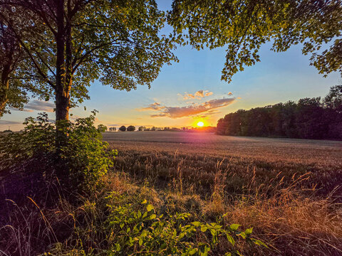 golden sunset over a peaceful countryside field framed by trees in late summer
