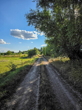 rural dirt road winding through green countryside beneath old trees on a sunny summer day