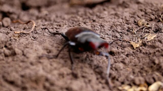 A darkling rhinoceros beetle slowly moves across rich earth. This macro shot captures natural behavior.