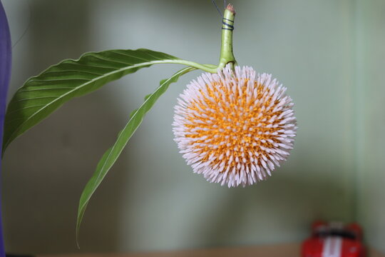 A stunning macro view of the Kadamba flower reveals its intricate spherical bloom, vibrant golden-orange florets, and delicate textures, celebrating the hidden beauty of nature up close.