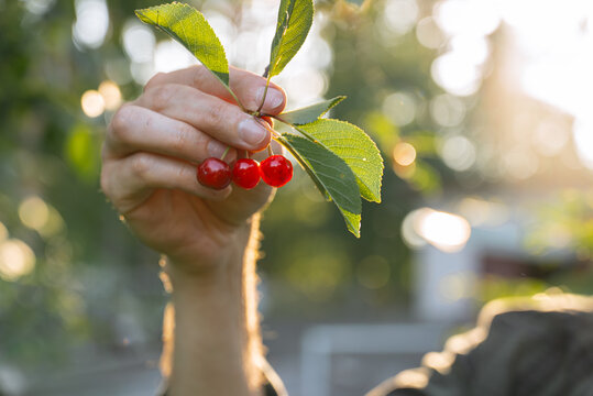 Hand pick ripe cherry from organic countryside tree