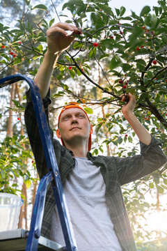 Man harvest cherry from tree in countryside orchard