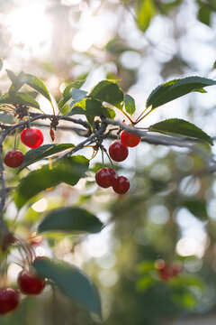 Ripe cherry fruit on branch in warm summer sunlight