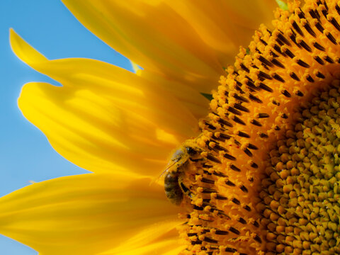 A bee on a sunflower inflorescence
