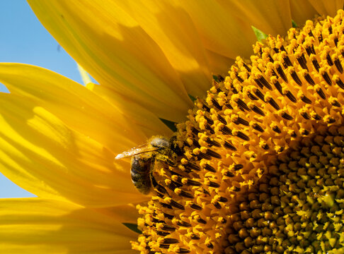 A bee on a sunflower inflorescence