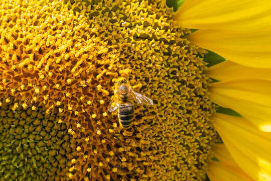 A bee on a sunflower inflorescence.
