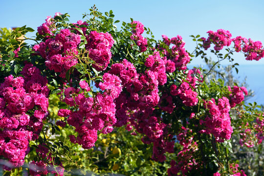 climbing rose variety Rosa Super Excelsa plant is known for its vigorous flowering and resistance ideal for covering pergolas or walls produces a cascade of small flowers that bloom from until autumn