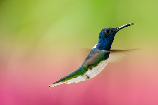 Hummingbird in flight at Mindo-Nambillo Protected Forest