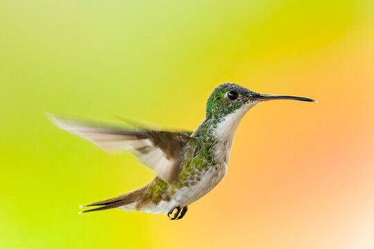 Hummingbird hover in Mindo-Nambillo Protected Forest, Ecuador