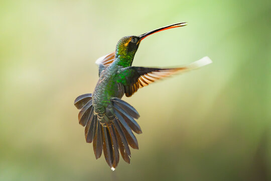 Hummingbird hover in Mindo-Nambillo Protected Forest, Ecuador